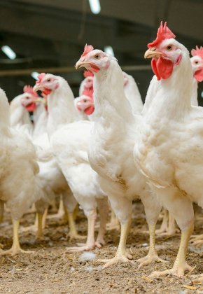 : 39038898 - modern chicken farm, production of white meat
