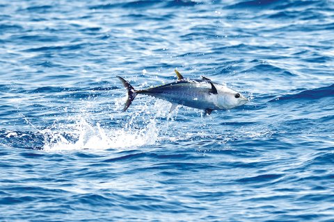 ©F.BASSEMAYOUSSE: Atlantic bluefin tuna (Thunnus thynnus) feeding in the Mediterranean Sea