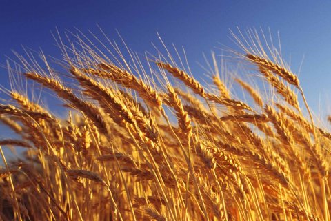 Koolstock/Radius Images: Wheat crop ready for harvest, close-up, Australia