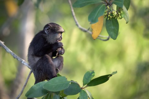 <a href='http://www.angolaimagebank.com' target='_blank'>Angola Image Bank</a>: Macaco azul de Angola