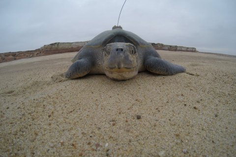 : Facebook Projecto Kitabanga - Estudo e Conservação de Tartarugas Marinhas em Angola