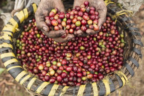 DreamPictures: Hispanic farmer's hands holding coffee fruits