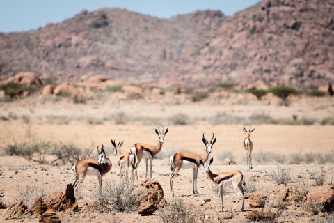 <a href='http://www.angolaimagebank.com' target='_blank'>Angola Image Bank</a>: Um grupo de gazelas no Parque Nacional do Iona, província do Namibe