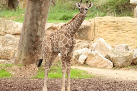 : Divulgação/Jardim Zoológico de Lisboa