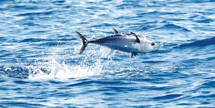 ©F.BASSEMAYOUSSE: Atlantic bluefin tuna (Thunnus thynnus) feeding in the Mediterranean Sea