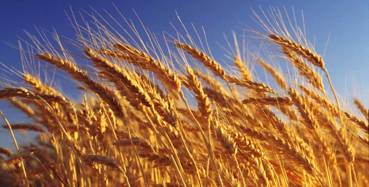 Koolstock/Radius Images: Wheat crop ready for harvest, close-up, Australia