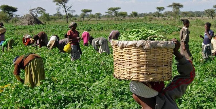 : Fober África Lusófona