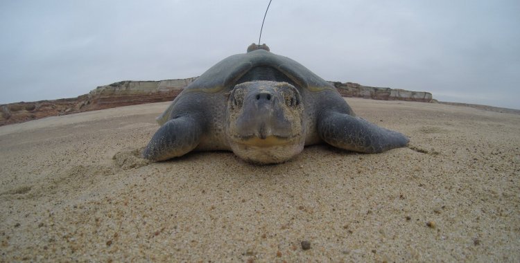 : Facebook Projecto Kitabanga - Estudo e Conservação de Tartarugas Marinhas em Angola