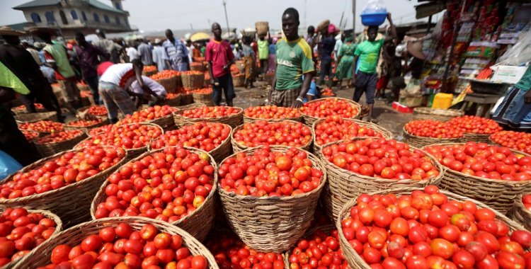 AKINTUNDE AKINLEYE: Tomatoes are displayed in baskets for sale at a local food market in Lagos December 16, 2013. REUTERS/Akintunde Akinleye (NIGRIA - Tags: SOCIETY FOOD)