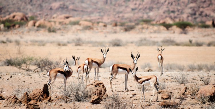 <a href='http://www.angolaimagebank.com' target='_blank'>Angola Image Bank</a>: Um grupo de gazelas no Parque Nacional do Iona, província do Namibe