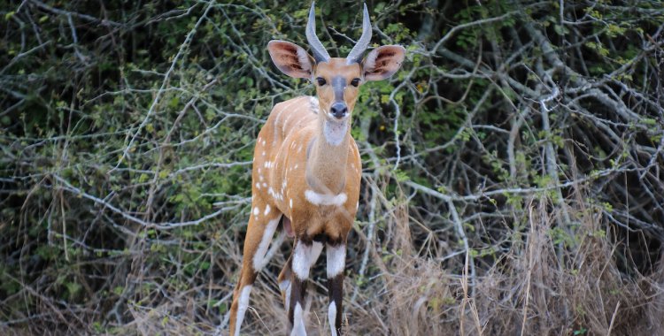 <a href='http://www.angolaimagebank.com' target='_blank'>Angola Image Bank</a>: 