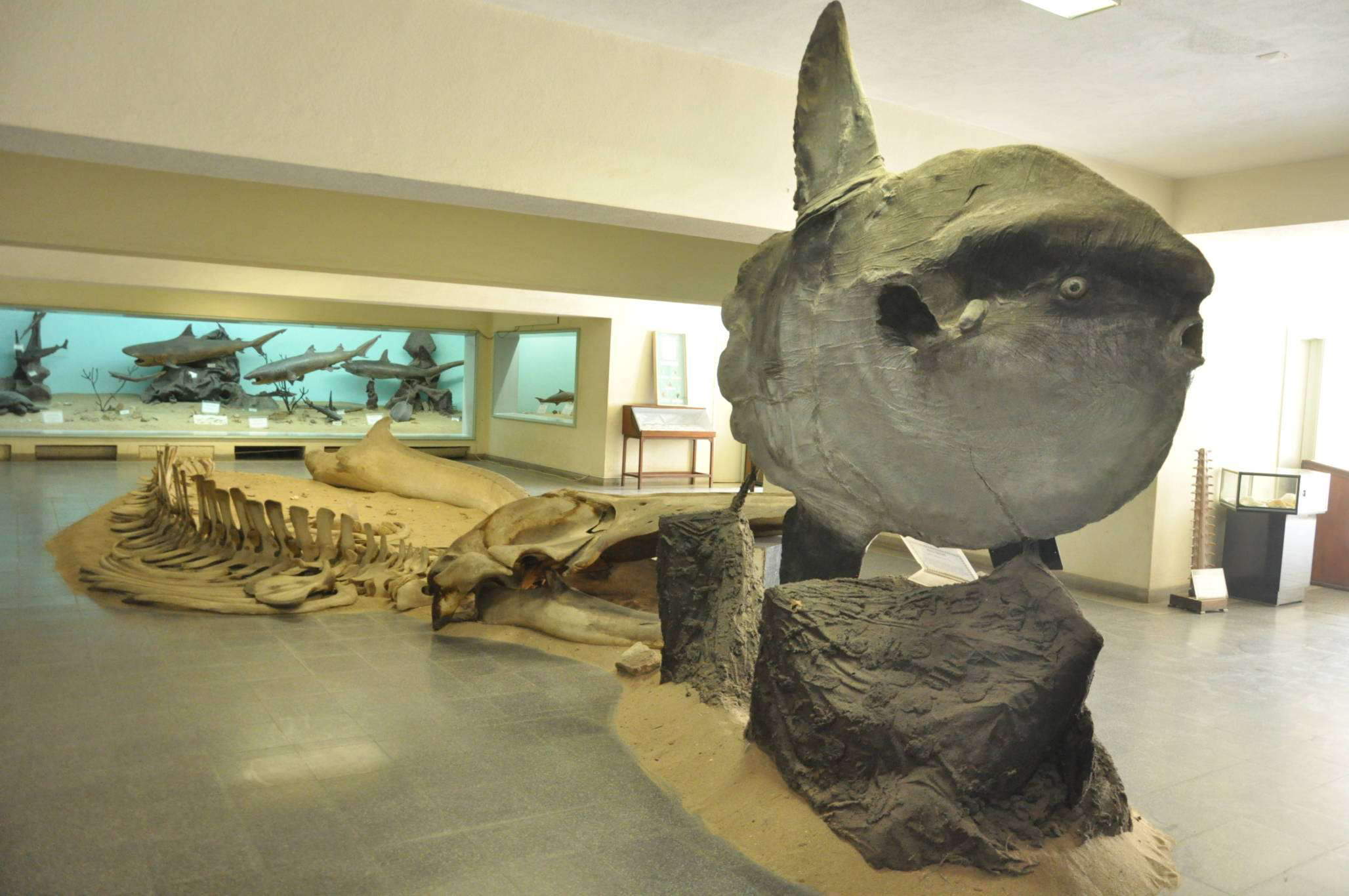 Image result for Museu Nacional de História Natural de Angola
