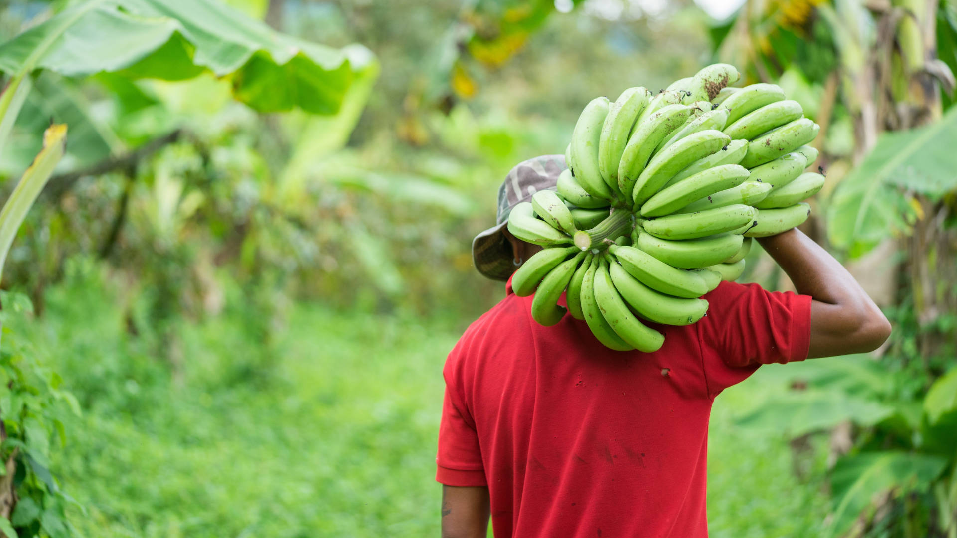 Angola has remained the largest banana producer in Africa for six years