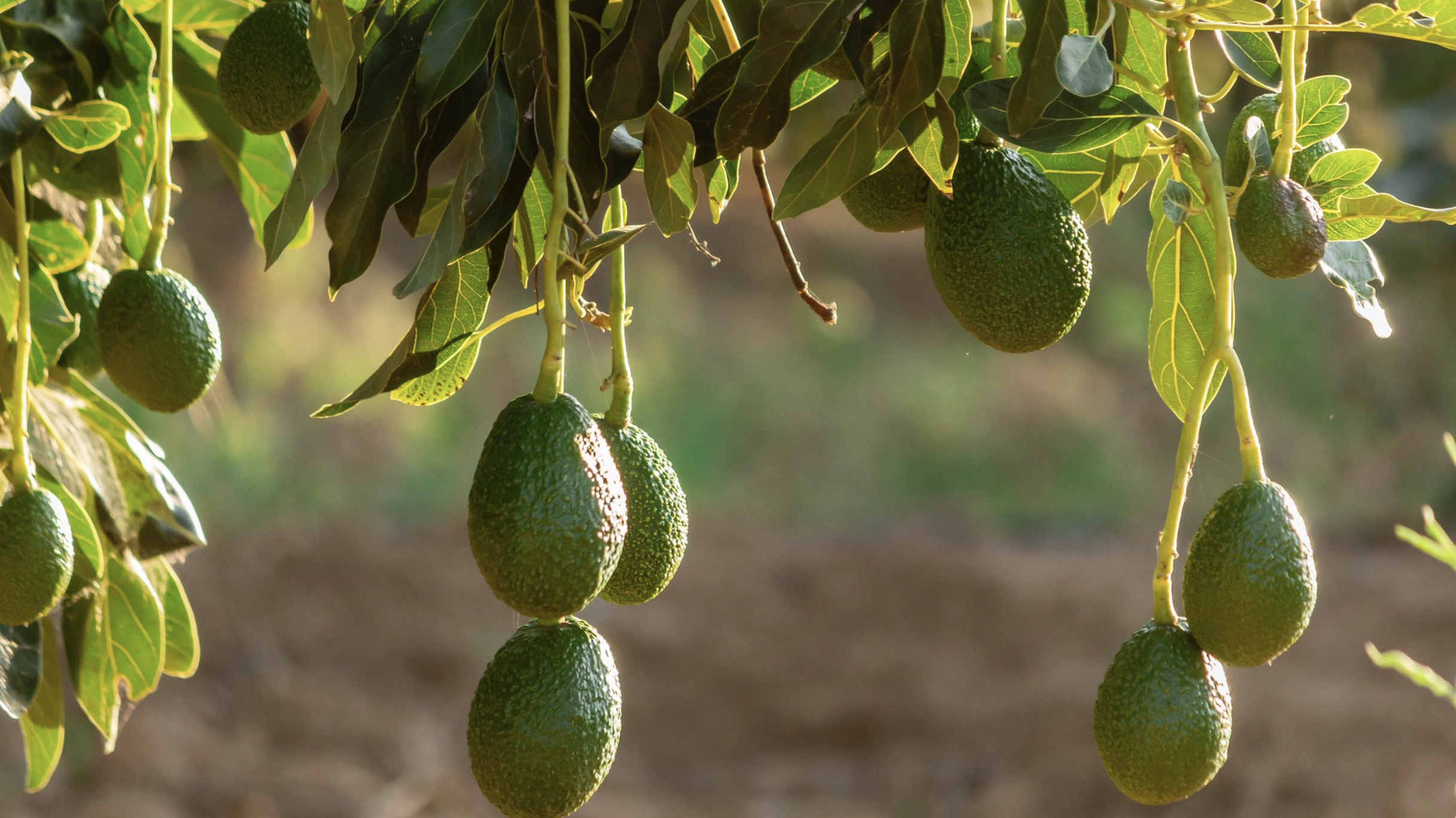 Certification for exports worries Angolan producers despite EU ensuring entry into Europe