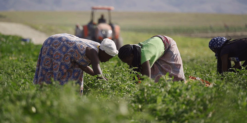 Bié: more than 700 million invested in farm to produce castor oil and sunflower on a large scale